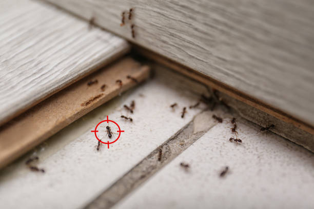 Best Ant Control Services  in Jefferson City, TN