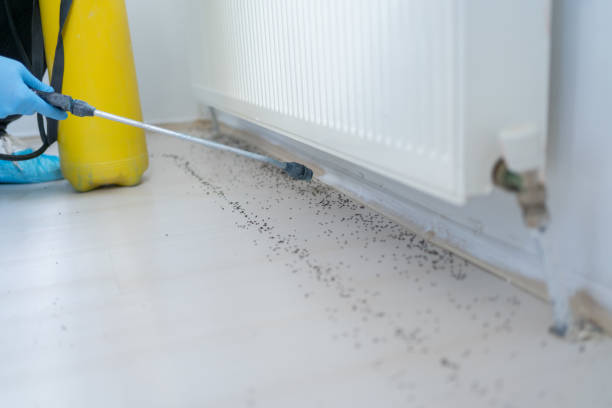 Best Rat Extermination Near Me  in Jefferson City, TN