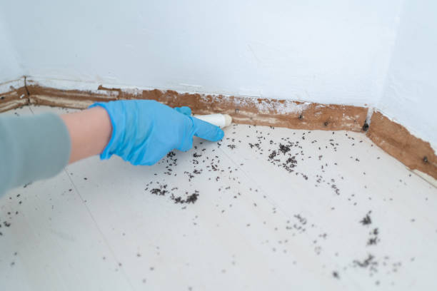 Best Pest Control Near Me in Jefferson City, TN