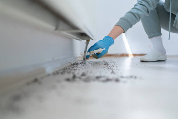 Best Mosquito Control Services  in Jefferson City, TN